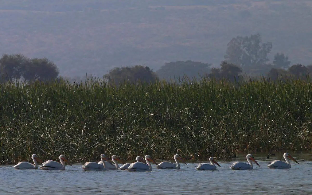 Pelicanos Borregones 1